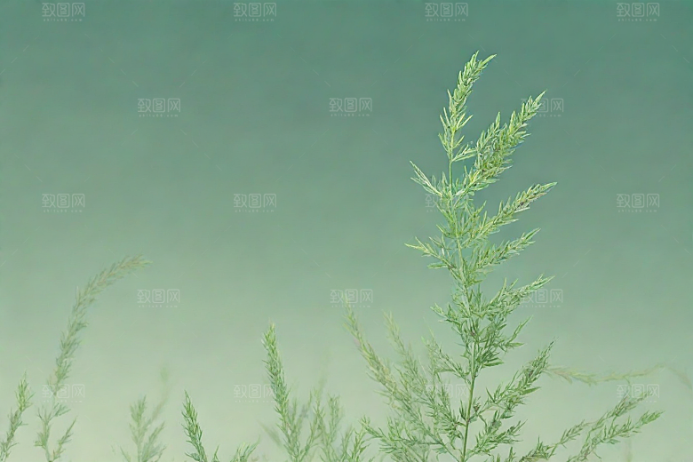 青蒿植物插图图片