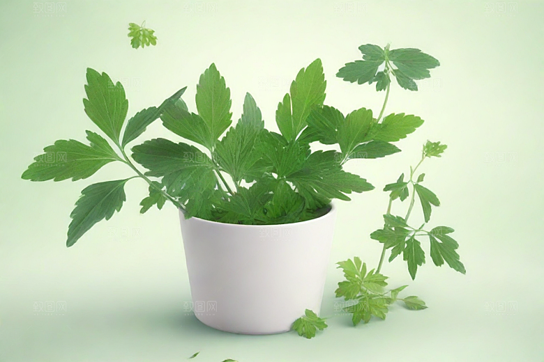 独活植物插图图片
