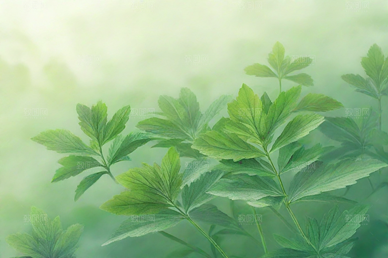独活植物插图图片