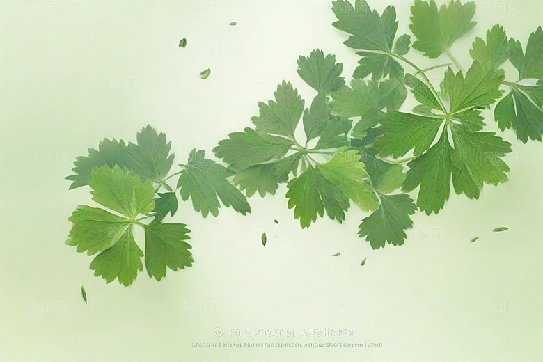 独活植物插图图片