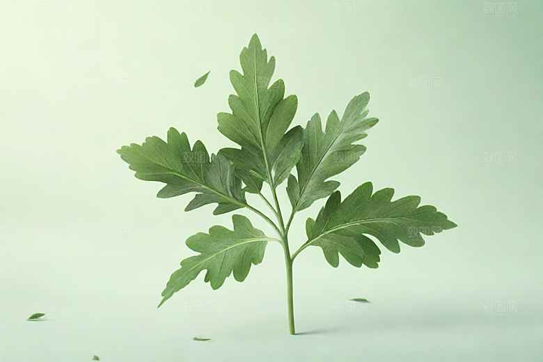 独活植物插图图片