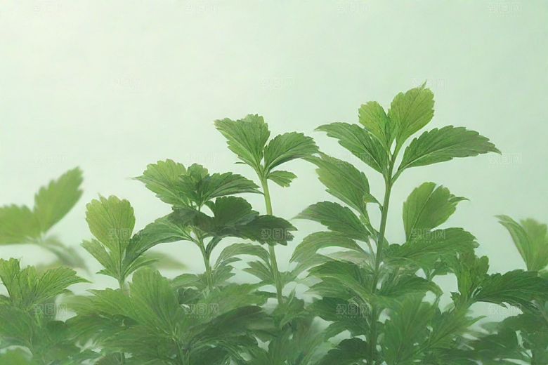 独活植物插图图片