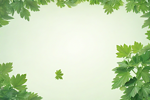 独活植物插图图片