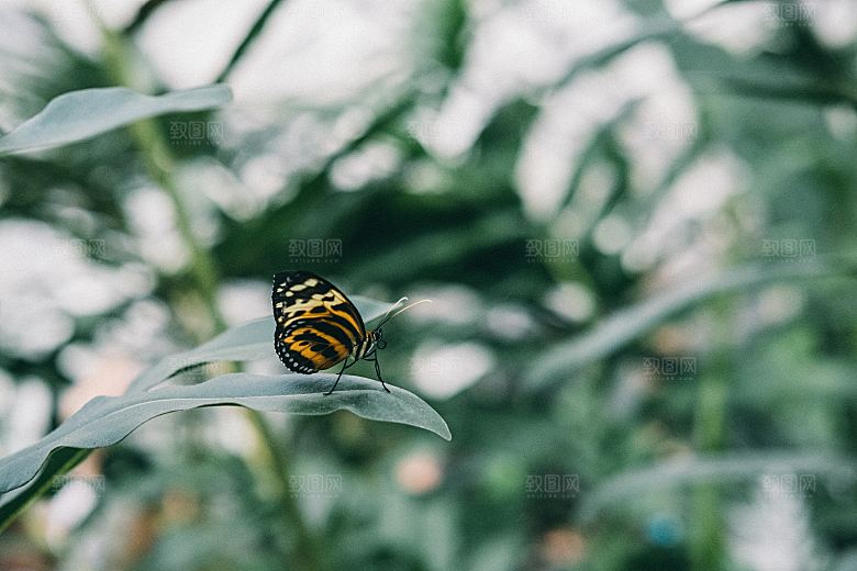 高清蝴蝶飞舞图片彩色花丛虫摄影照片素材