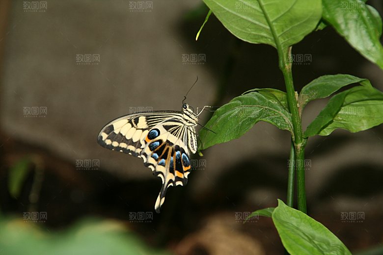 高清蝴蝶飞舞图片彩色花丛虫摄影照片素材
