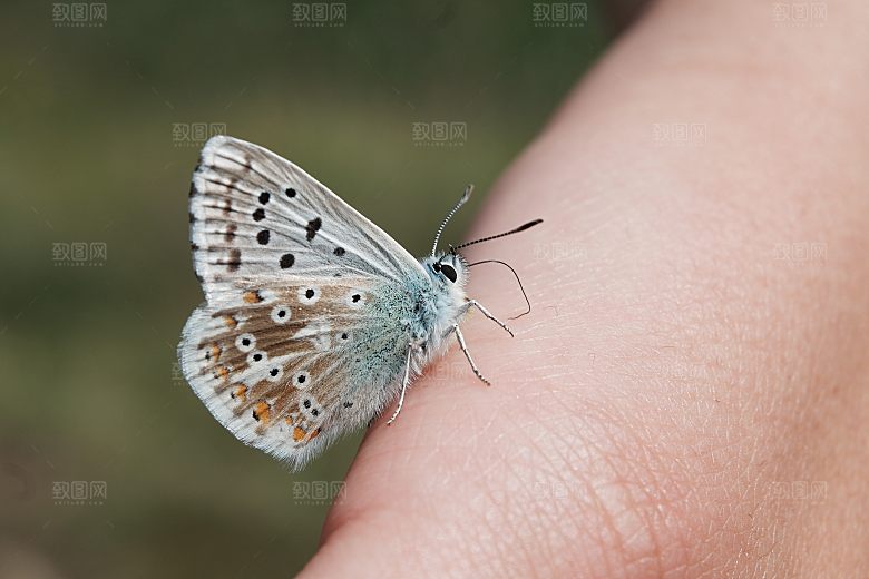高清蝴蝶飞舞图片彩色花丛虫摄影照片