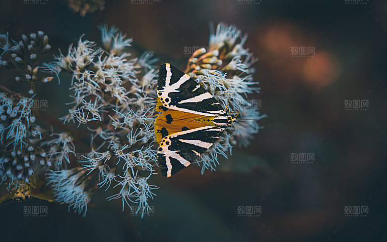 高清蝴蝶飞舞图片彩色花丛虫摄影照片