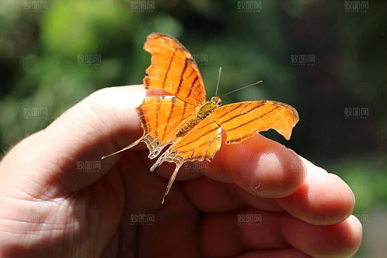 高清蝴蝶飞舞图片彩色花丛虫摄影照片素材