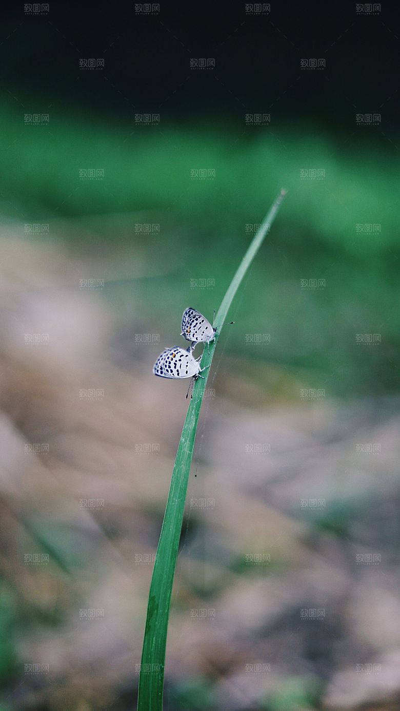 高清蝴蝶飞舞图片彩色花丛虫摄影照片素材