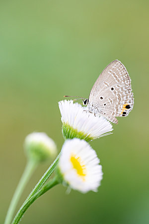 高清蝴蝶飞舞图片彩色花丛虫摄影照片素材