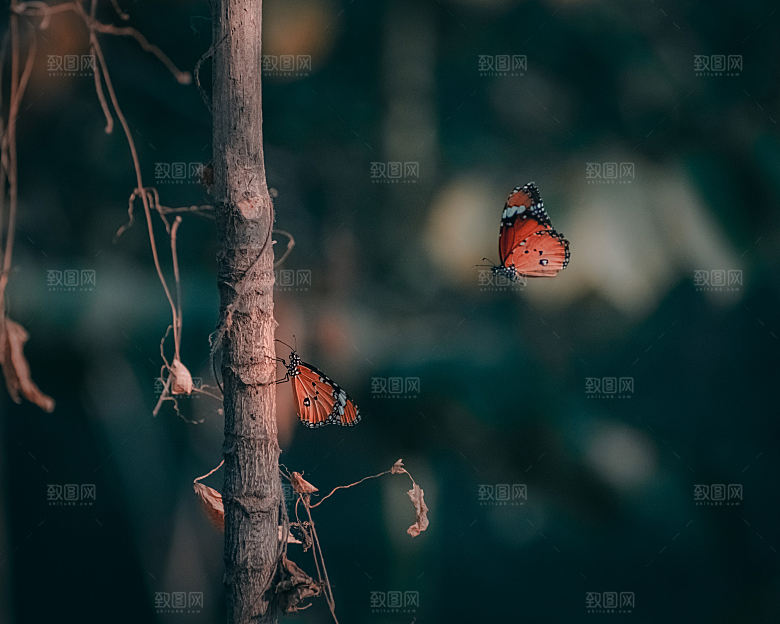 高清蝴蝶飞舞图片彩色花丛虫摄影照片
