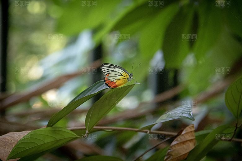 高清蝴蝶飞舞图片彩色花丛虫摄影照片素材