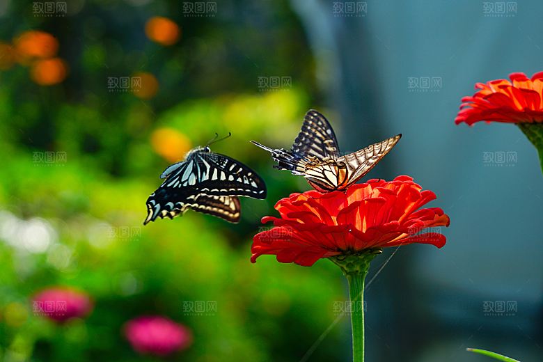 高清蝴蝶飞舞图片彩色花丛虫摄影照片素材
