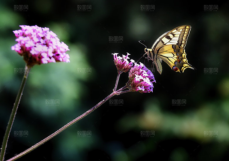 高清蝴蝶飞舞图片彩色花丛虫摄影照片