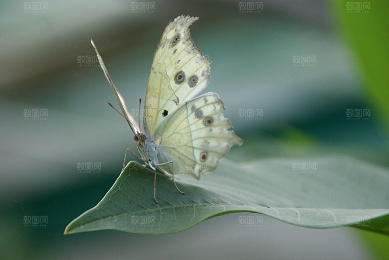 高清蝴蝶飞舞图片彩色花丛虫摄影照片素材