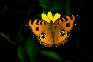 高清蝴蝶飞舞图片彩色花丛虫摄影照片素材