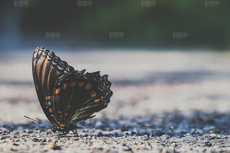 高清蝴蝶飞舞图片彩色花丛虫摄影照片
