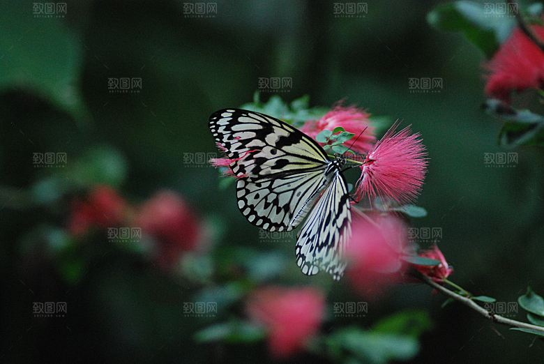 高清蝴蝶飞舞图片彩色花丛虫摄影照片