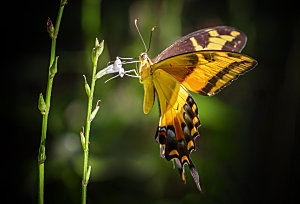 高清蝴蝶飞舞图片彩色花丛虫摄影照片