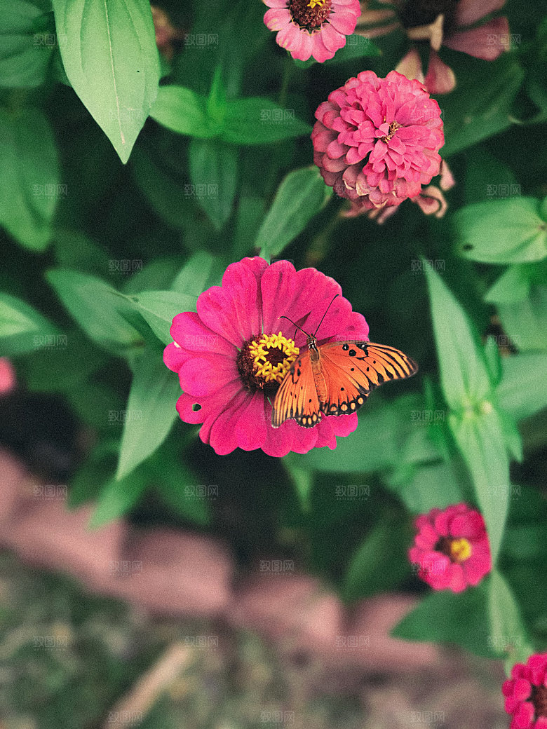 高清蝴蝶飞舞图片彩色花丛虫摄影照片素材