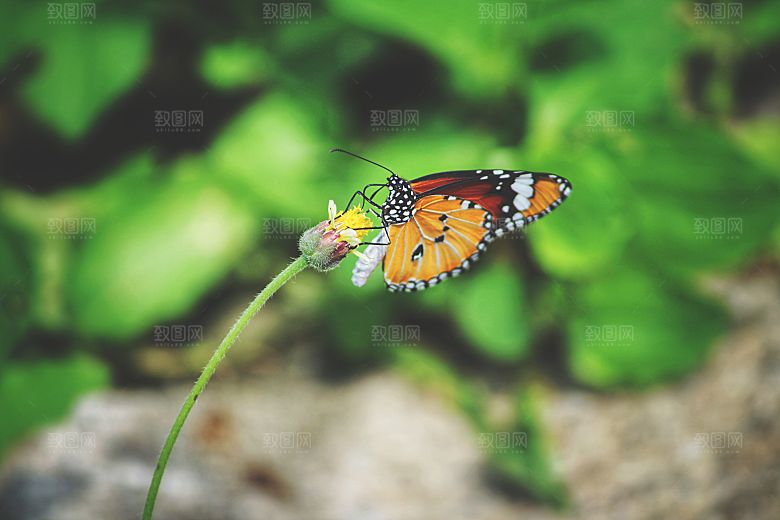 高清蝴蝶飞舞图片彩色花丛虫摄影照片素材