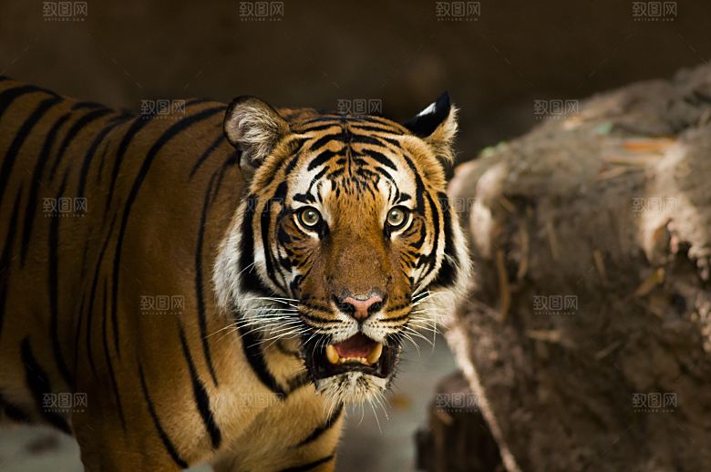 高清大图老虎图片猛虎姿态特写东北虎