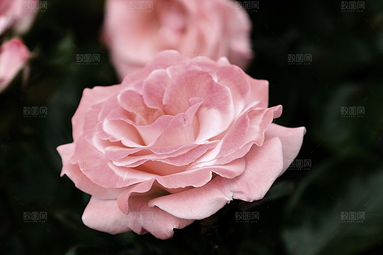 高清图库玫瑰花图片 红白粉紫玫瑰花束素材