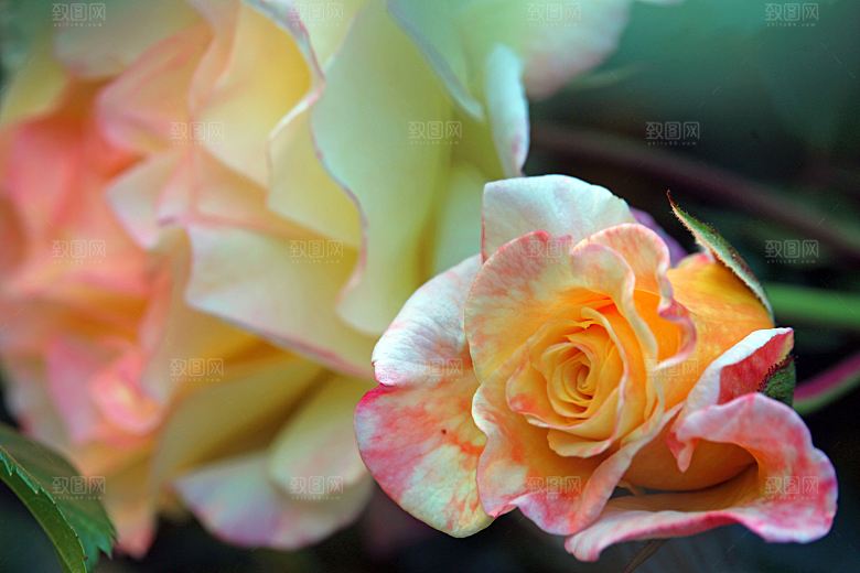 高清图库玫瑰花图片 红白粉紫玫瑰花束素材