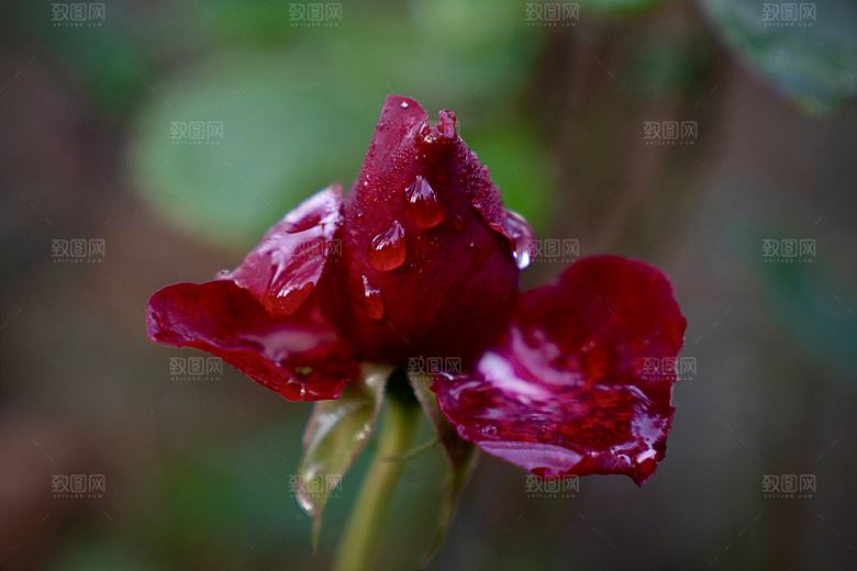 高清图库玫瑰花图片 红白粉紫玫瑰花束