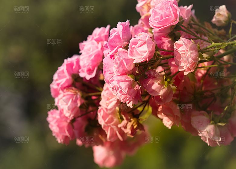 高清图库玫瑰花图片 红白粉紫玫瑰花束