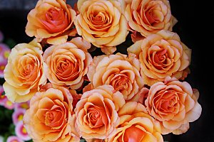 高清图库玫瑰花图片 红白粉紫玫瑰花束素材