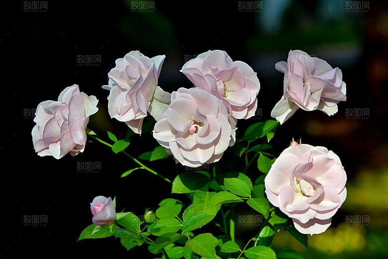 高清图库玫瑰花图片 红白粉紫玫瑰花束素材