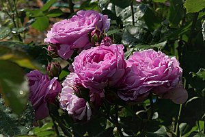 高清图库玫瑰花图片 红白粉紫玫瑰花束素材