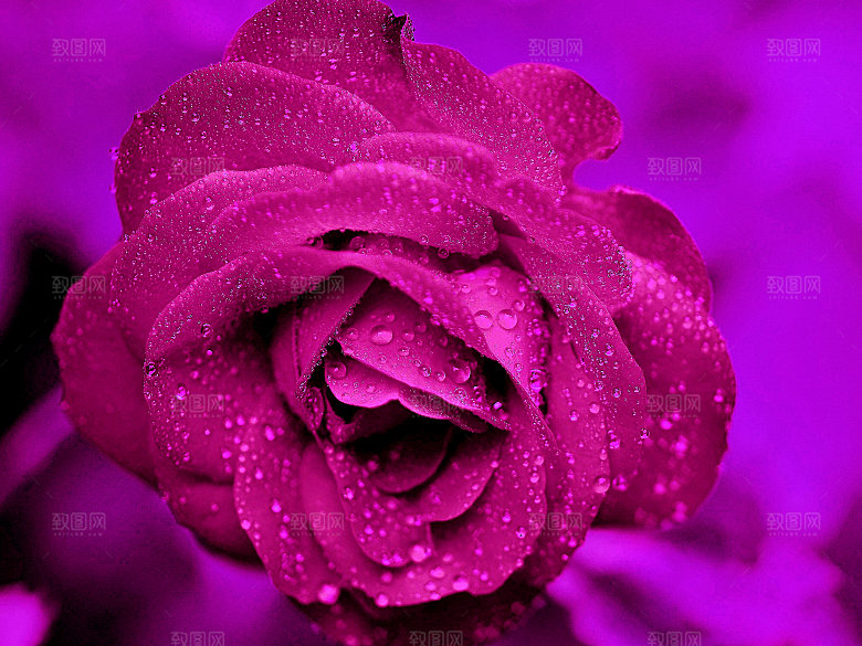 高清图库玫瑰花图片 红白粉紫玫瑰花束