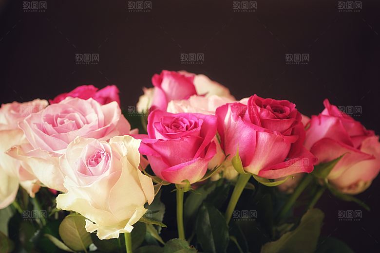 高清图库玫瑰花图片 红白粉紫玫瑰花束
