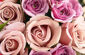 高清图库玫瑰花图片 红白粉紫玫瑰花束图片