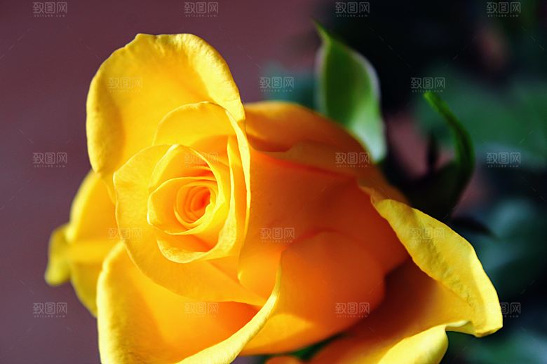 高清图库玫瑰花图片 红白粉紫玫瑰花束图片