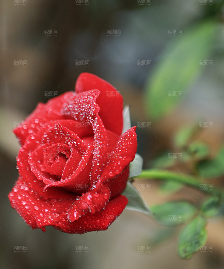 高清图库玫瑰花图片 红白粉紫玫瑰花束图片