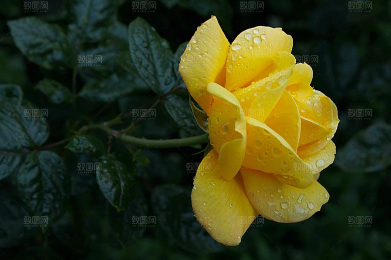 高清图库玫瑰花图片 红白粉紫玫瑰花束图片