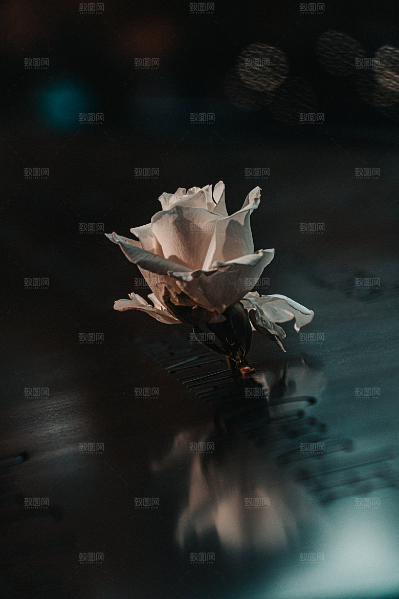 高清图库玫瑰花图片 红白粉紫玫瑰花束素材
