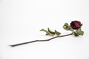 高清图库玫瑰花图片 红白粉紫玫瑰花束