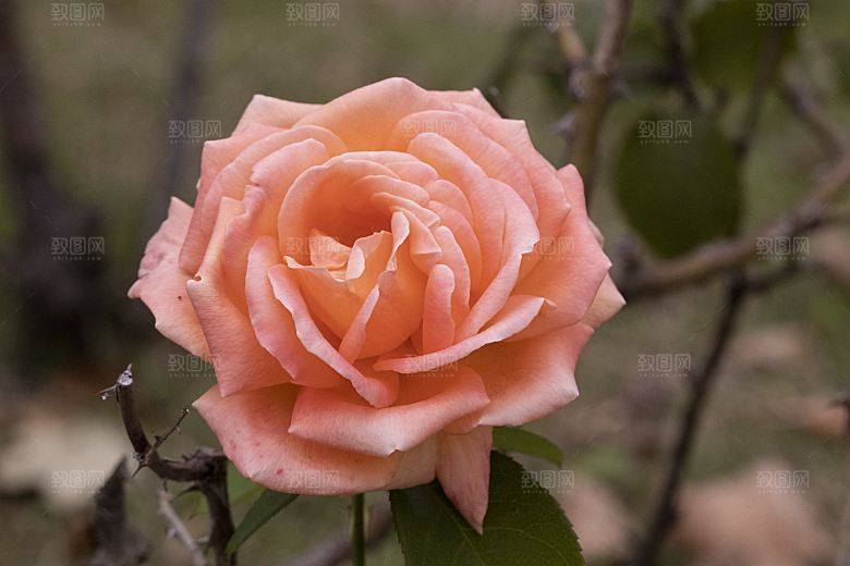 高清图库玫瑰花图片 红白粉紫玫瑰花束素材