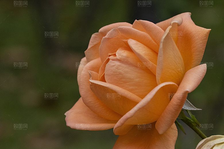 高清图库玫瑰花图片 红白粉紫玫瑰花束素材