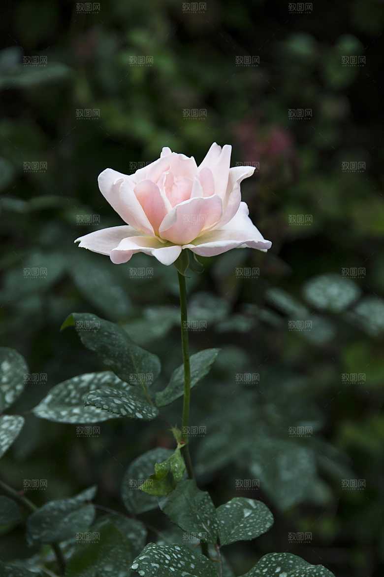 高清图库玫瑰花图片 红白粉紫玫瑰花束素材