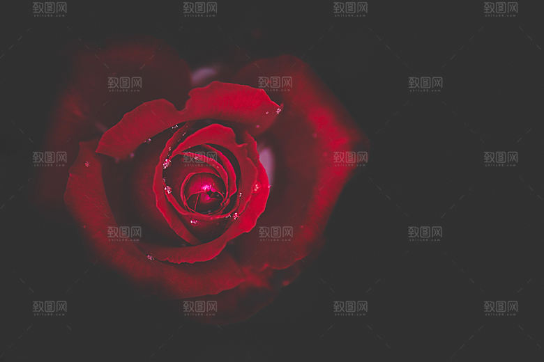 高清图库玫瑰花图片 红白粉紫玫瑰花束素材