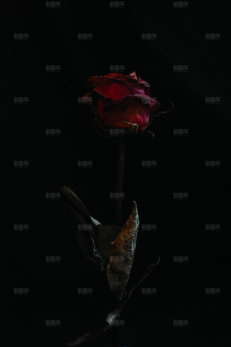 高清图库玫瑰花图片红白粉紫玫瑰花束素材