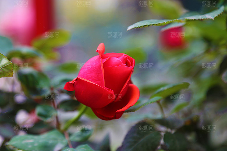 高清图库玫瑰花图片红白粉紫玫瑰花束素材