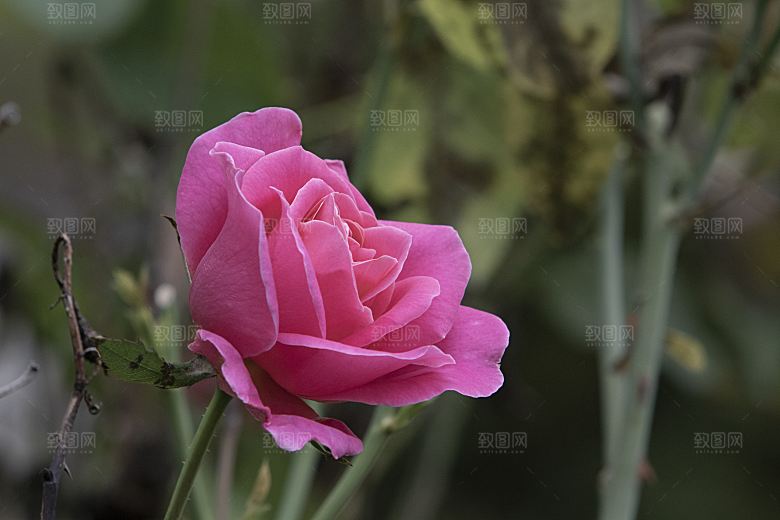 高清图库玫瑰花图片红白粉紫玫瑰花束素材