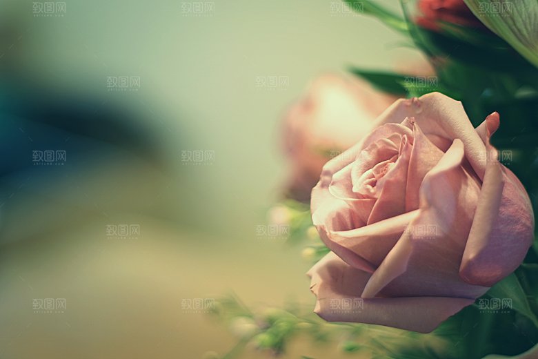 高清图库玫瑰花图片红白粉紫玫瑰花束素材