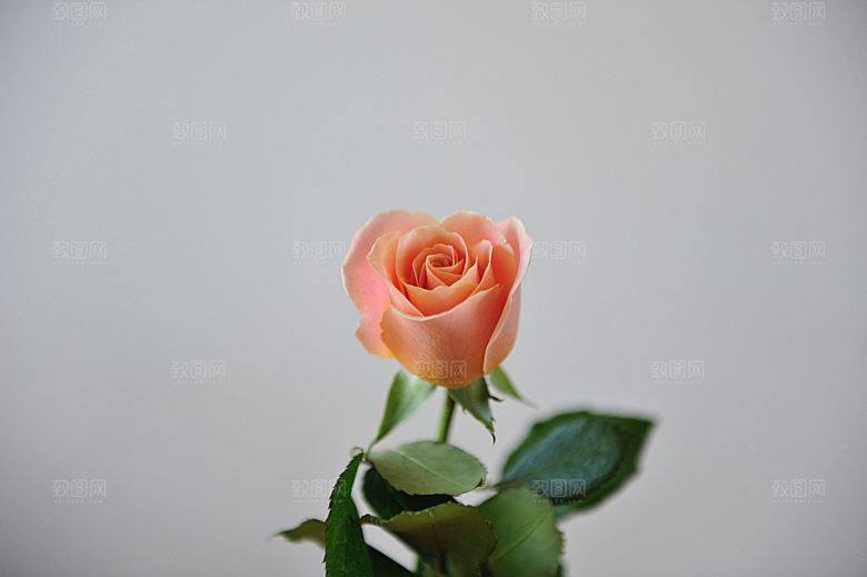 高清图库玫瑰花图片红白粉紫玫瑰花束素材
